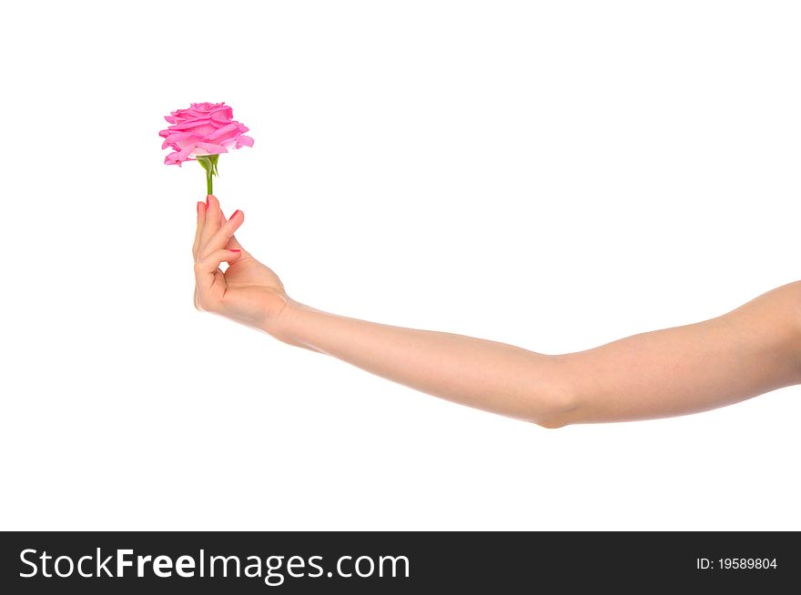 Female hand with pink rose isolated on white