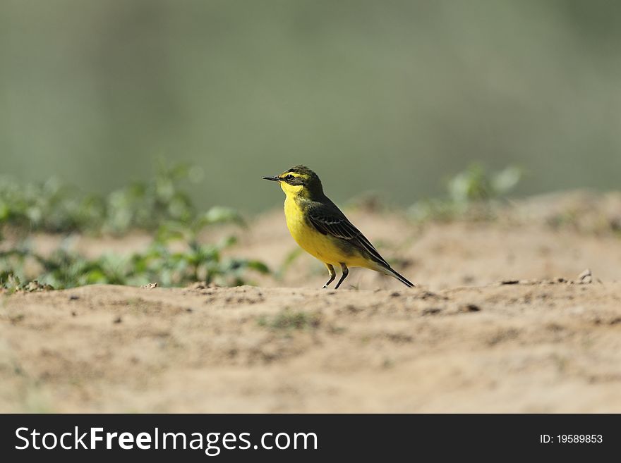 Bird is on the land of the grass. It is
a yellow wagtail .Photo taken in spring
2011. Bird is on the land of the grass. It is
a yellow wagtail .Photo taken in spring
2011.