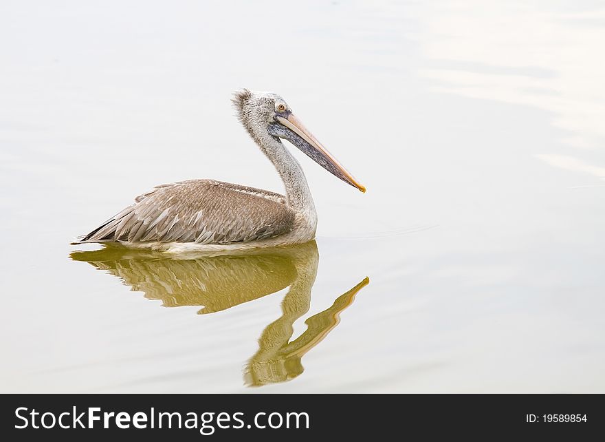 Spot-billed pelican at the zoo.