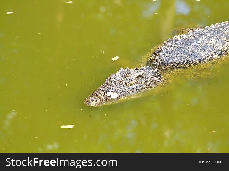 Freshwater crocodiles in the zoo.