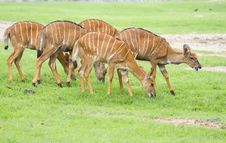 Deer Stock Photography