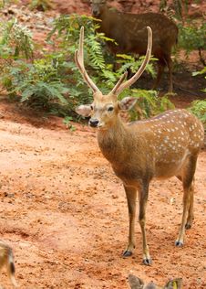 Deer Stock Photos
