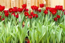 Tulip Royalty Free Stock Photos Tulip Royalty Free Stock Photos