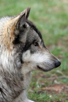 Wolf Profile Royalty Free Stock Photo