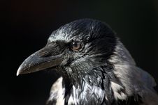 Hooded Crow Royalty Free Stock Photos