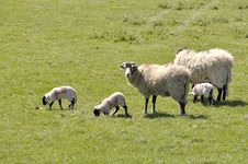Lambs And Sheep In Field Stock Image Lambs And Sheep In Field Stock Image