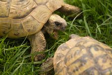 Turtles Stock Image Turtles Stock Image