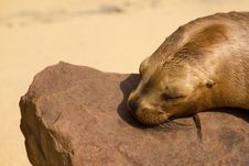 Sea Lion Sleeping Royalty Free Stock Photo Sea Lion Sleeping Royalty Free Stock Photo
