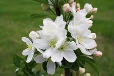 Blossoming Branch Of Apple-tree Royalty Free Stock Photo Blossoming Branch Of Apple-tree Royalty Free Stock Photo