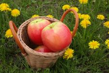 Basket With Apples On A Glade With Dandelions Royalty Free Stock Images Basket With Apples On A Glade With Dandelions Royalty Free Stock Images