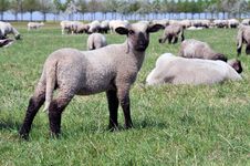 Herd Of Sheep Stock Photo Herd Of Sheep Stock Photo
