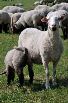 Sheep And Lamb Stock Photos