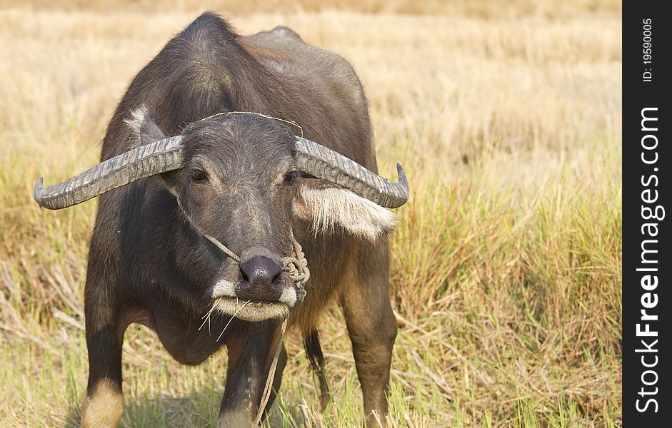 Buffalo Thai