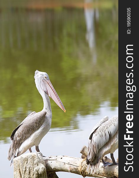 Spot-billed pelican at the zoo.