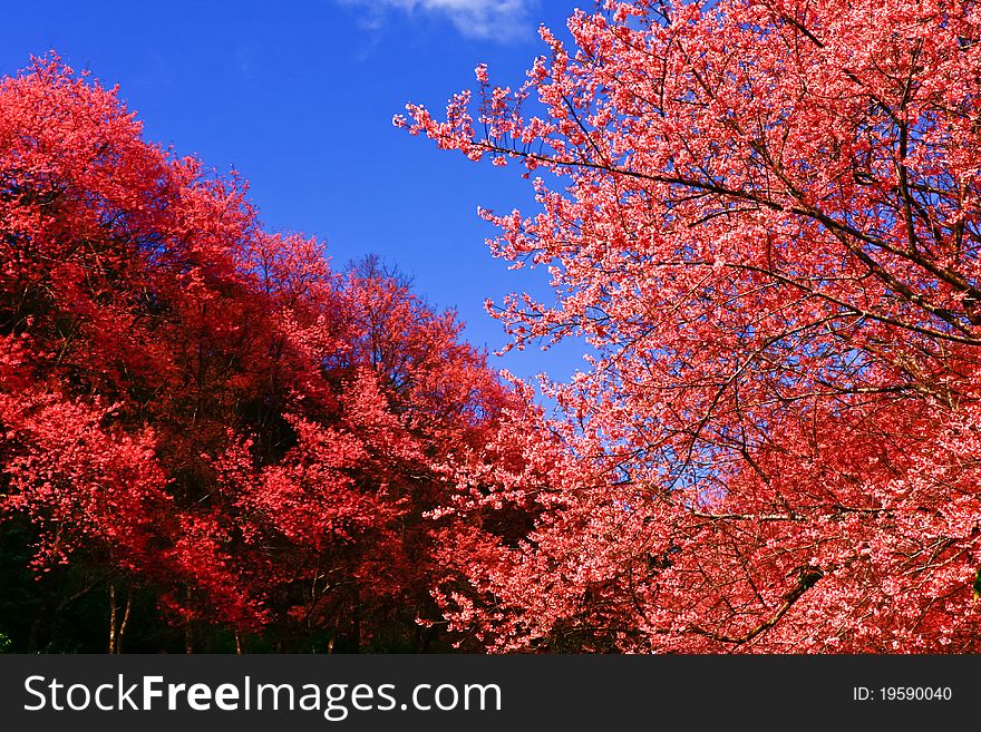 Photography of Himalayan Cherry flowers, Chiang Mai Province, Thailand.