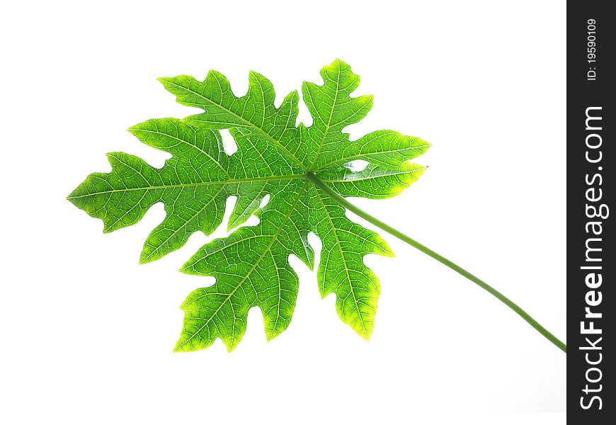 Papaya Leaves