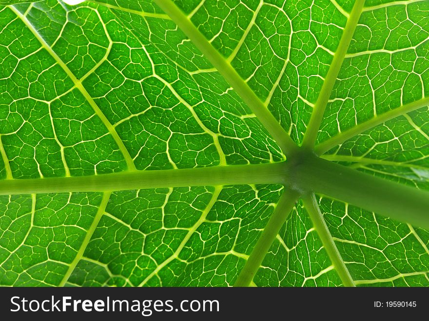 Papaya Leaves