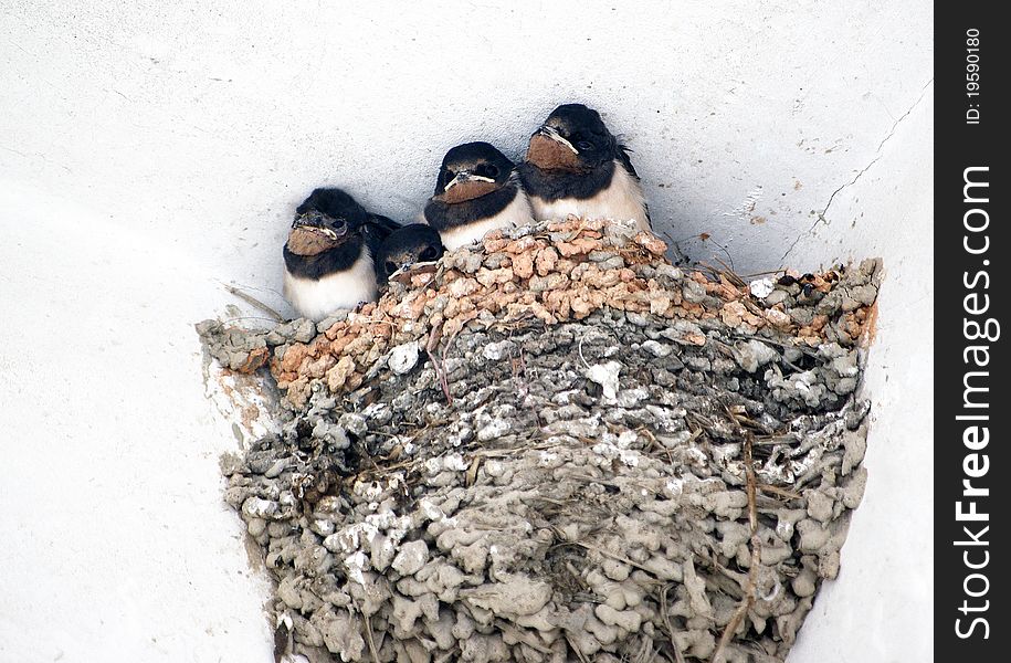 Baby swallows