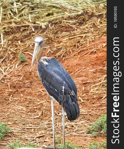 Spot-billed pelican