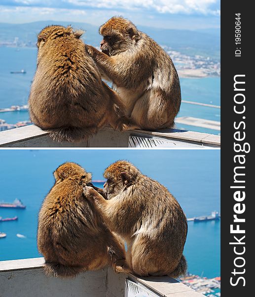 Barbary Monkey Grooming Another In Gibraltar