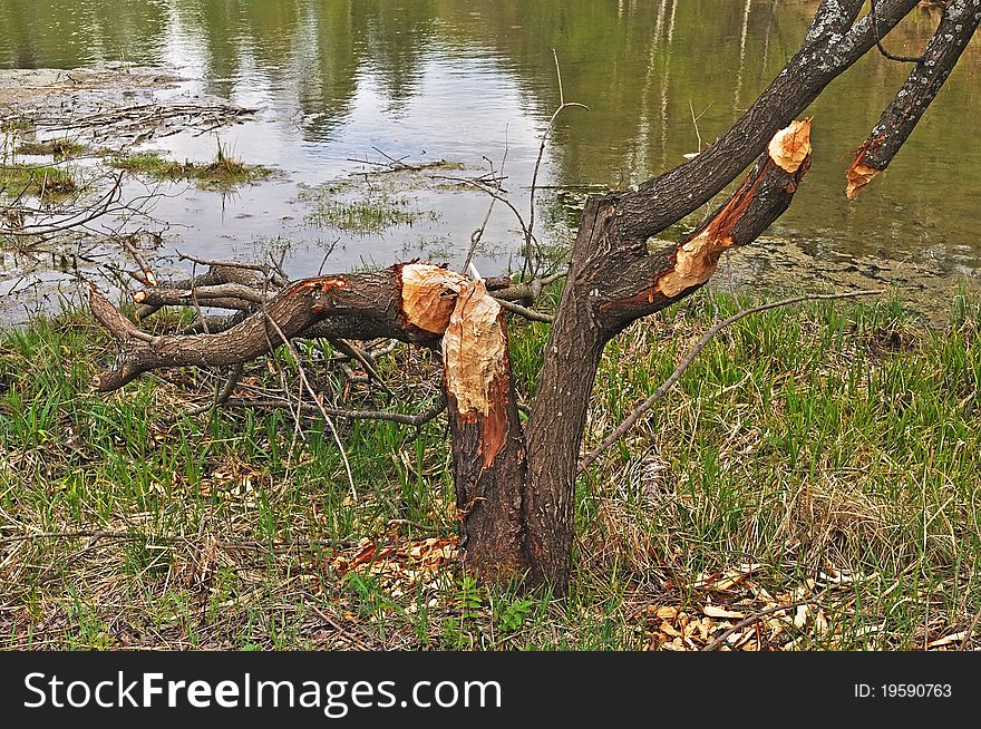 View of tree trunk at riverbank, gnawed down by a beaver. View of tree trunk at riverbank, gnawed down by a beaver