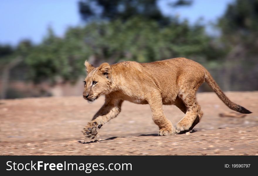 A young lion cub running. A young lion cub running