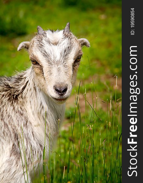 A vertical color image of a farm goat grazing in a field. Goats are also a source of milk.