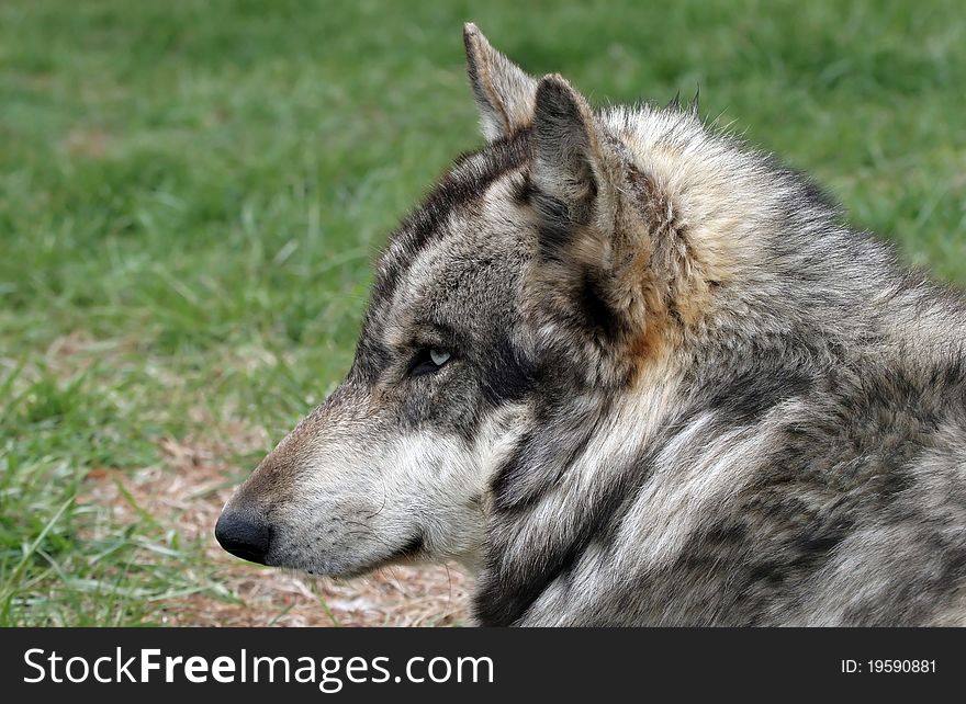 A wolf portrait in profile