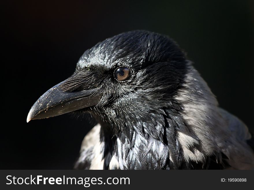 A Hooded Crow close up