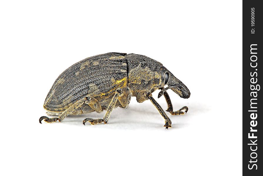 Snout beetle on white background
