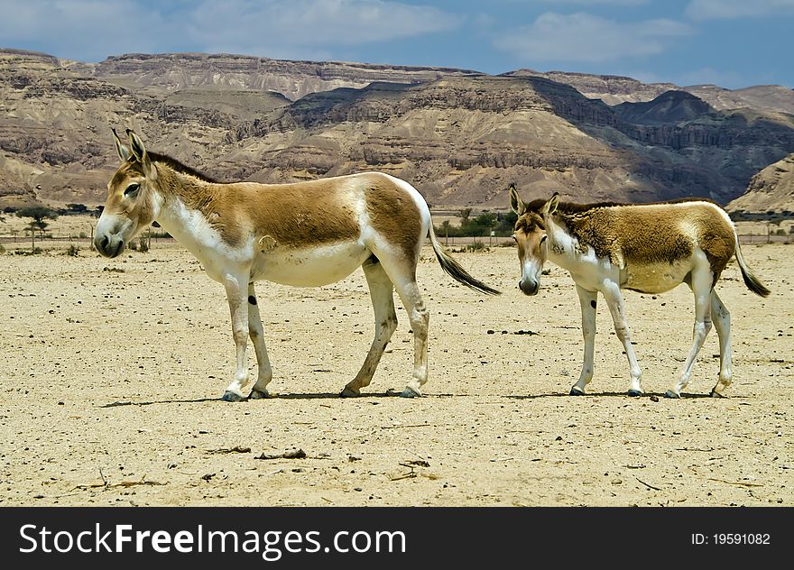 The photo was taken at the Hai-Bar of Yotvata nature reserve in the Arava valley, 25 km from Eilat, Israel. The photo was taken at the Hai-Bar of Yotvata nature reserve in the Arava valley, 25 km from Eilat, Israel