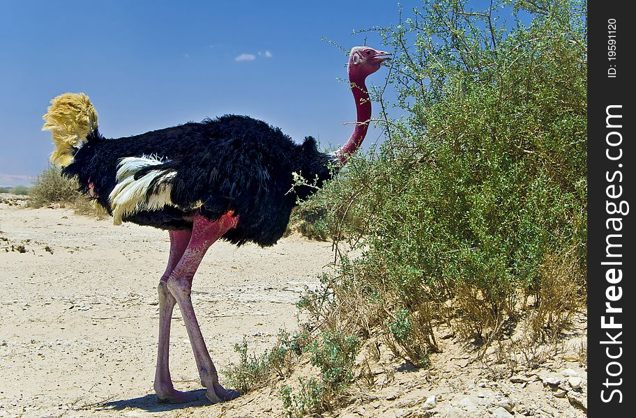 Male of African ostrich (Struthio camelus) was photographed in the desert of Hai Bar national reservation, 25 km from Eilat, Israel. Male of African ostrich (Struthio camelus) was photographed in the desert of Hai Bar national reservation, 25 km from Eilat, Israel