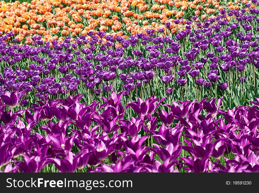 Field of beautiful pink and yellow tulips. Field of beautiful pink and yellow tulips