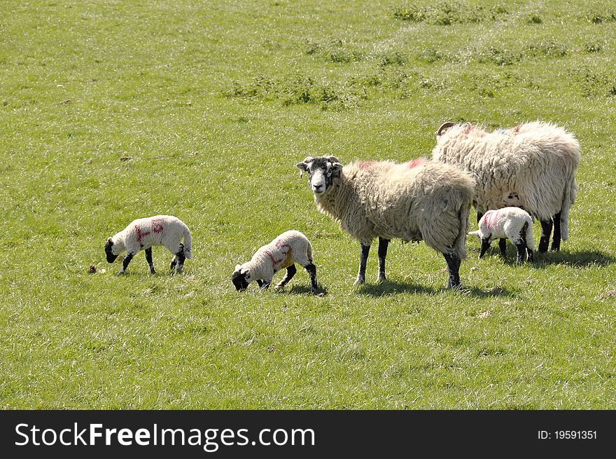 Three lambs and two sheep in farmer's field. Three lambs and two sheep in farmer's field