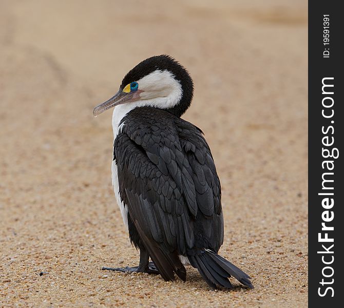 New Zealand shag on golden sand beach