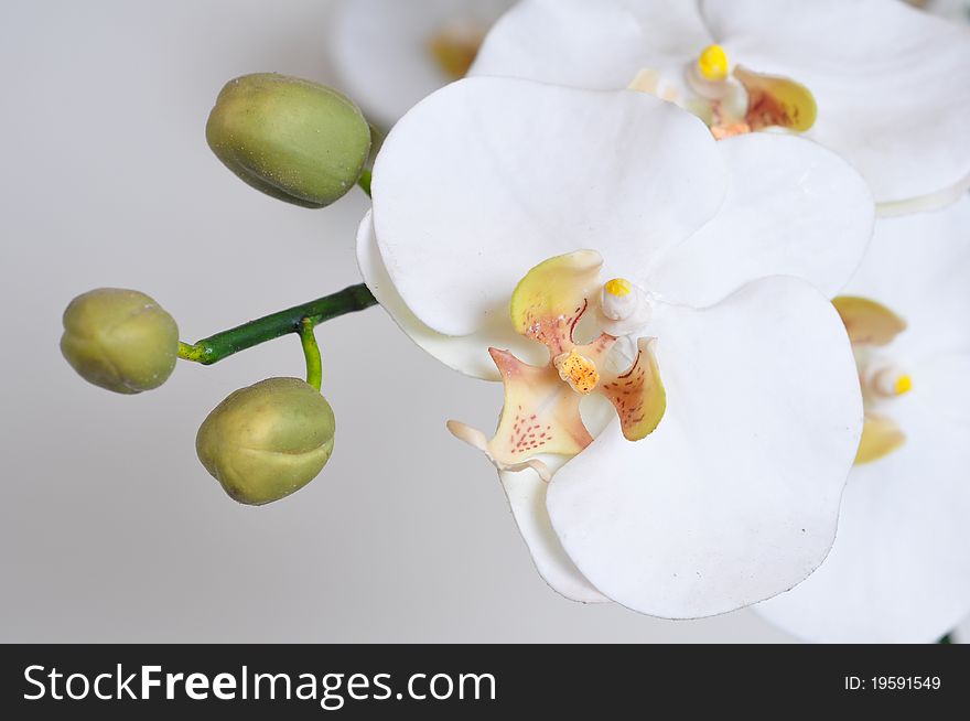 White orchids with yellow pollen in white background