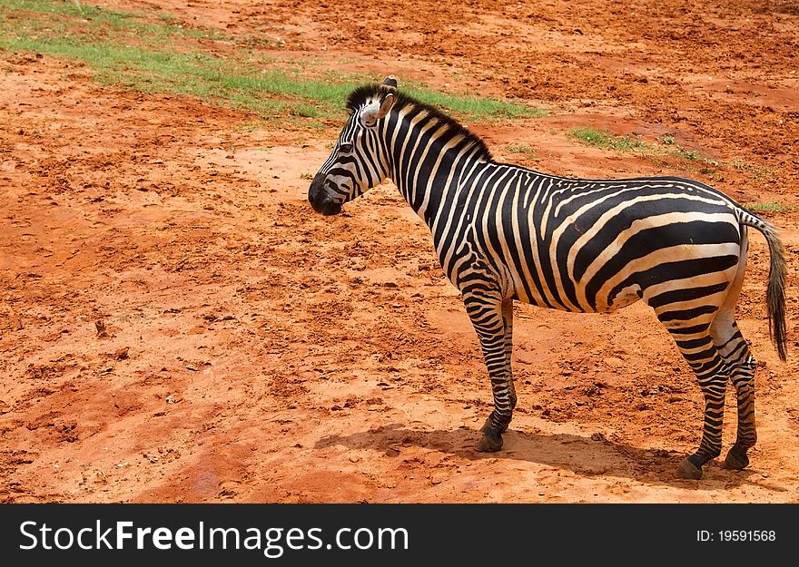 Zebra Wildlife Thawee of Africa