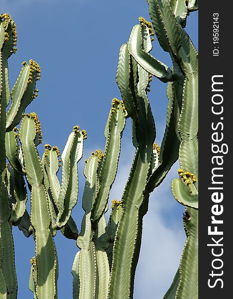 Cactuses Closeup