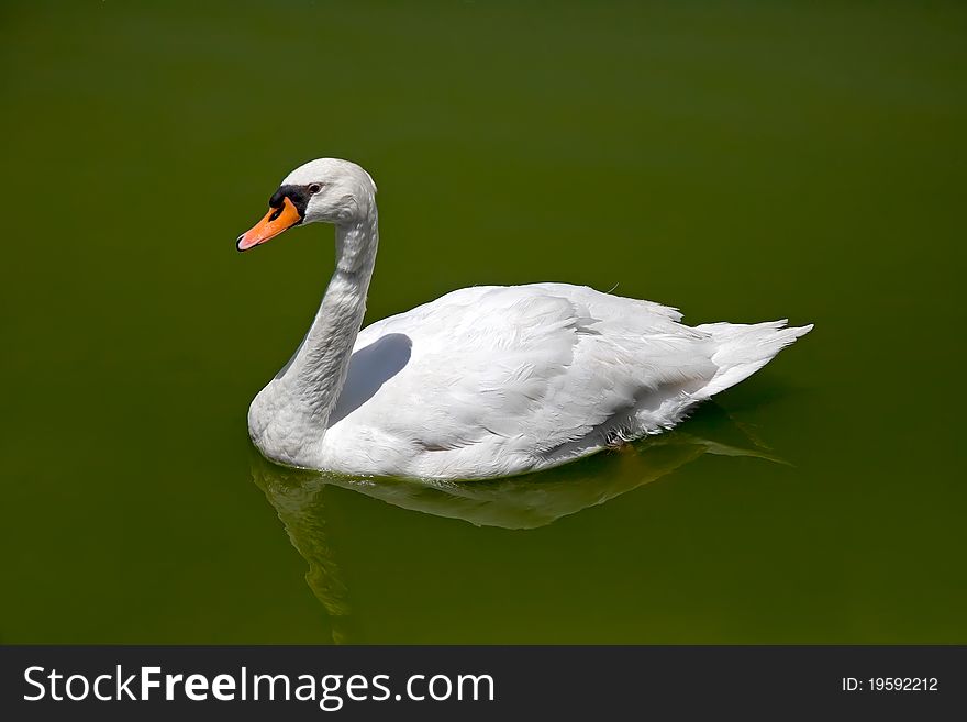 White swan floating on the lake. White swan floating on the lake.