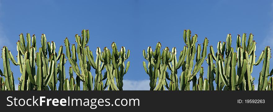 Cactuses closeup in natural conditions, on clear sky background