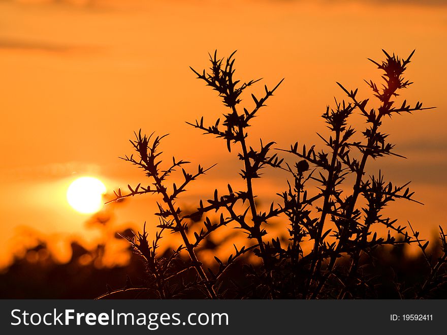 Beautiful Sunset in the field