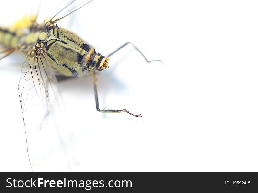 Dragonfly and white background thailand