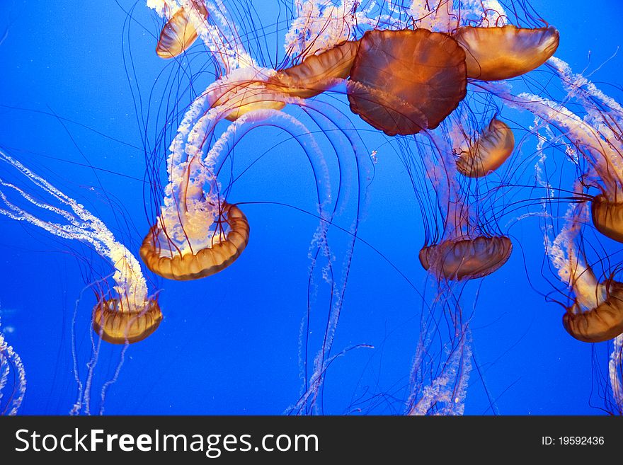 Beautiful Jelly fishes in the aquarium with blue background