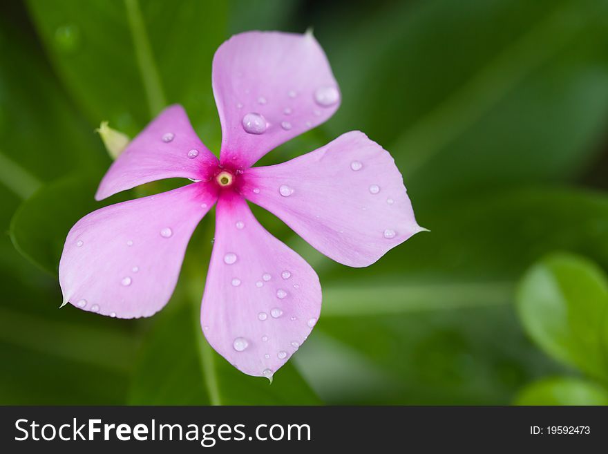 Raindrops On Purple Flower