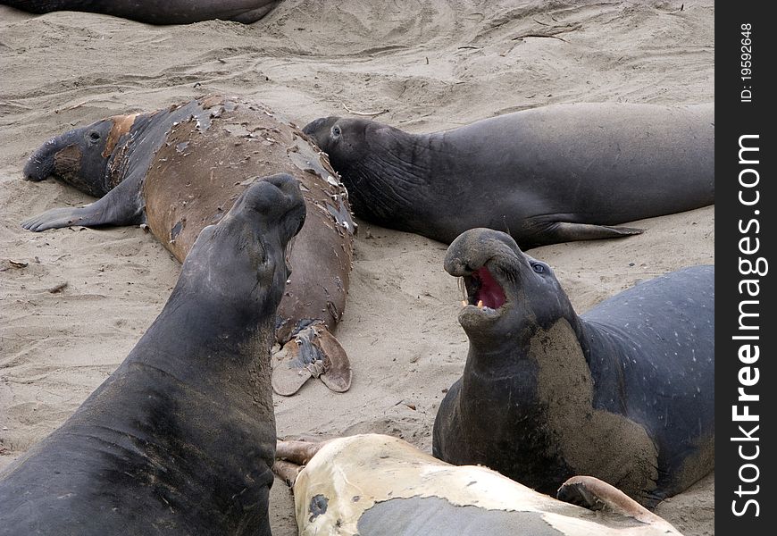 Male Seelion at a meeting place, beach of San Simeon, California. Male Seelion at a meeting place, beach of San Simeon, California