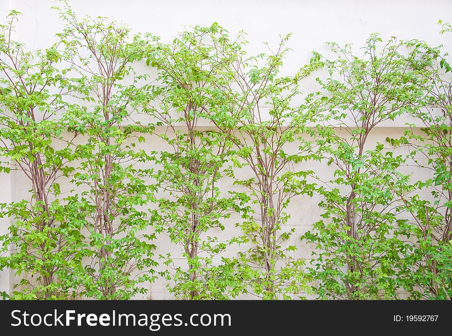 Green trees on white wall. Green trees on white wall