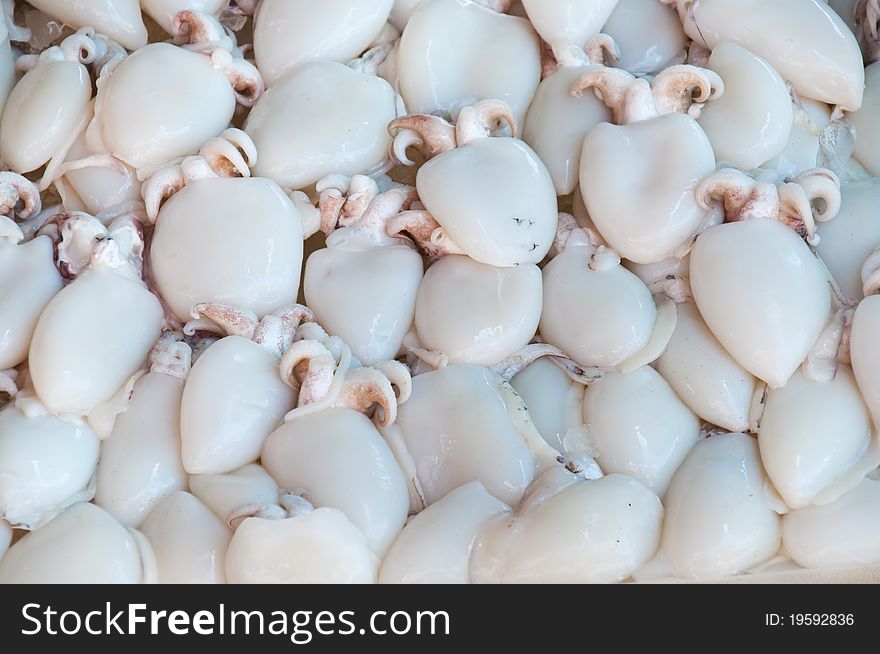 Fresh squid for sale seafood. Fresh squid for sale seafood