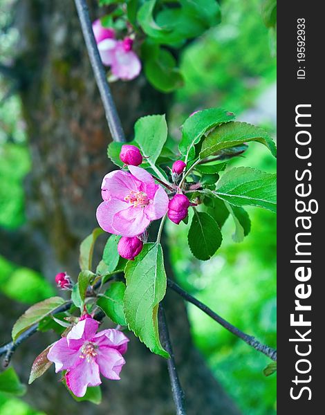 Branch of violet apple flowers