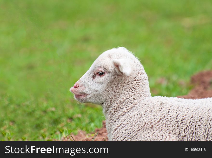 A toy-like lamb, only five days old. A toy-like lamb, only five days old.