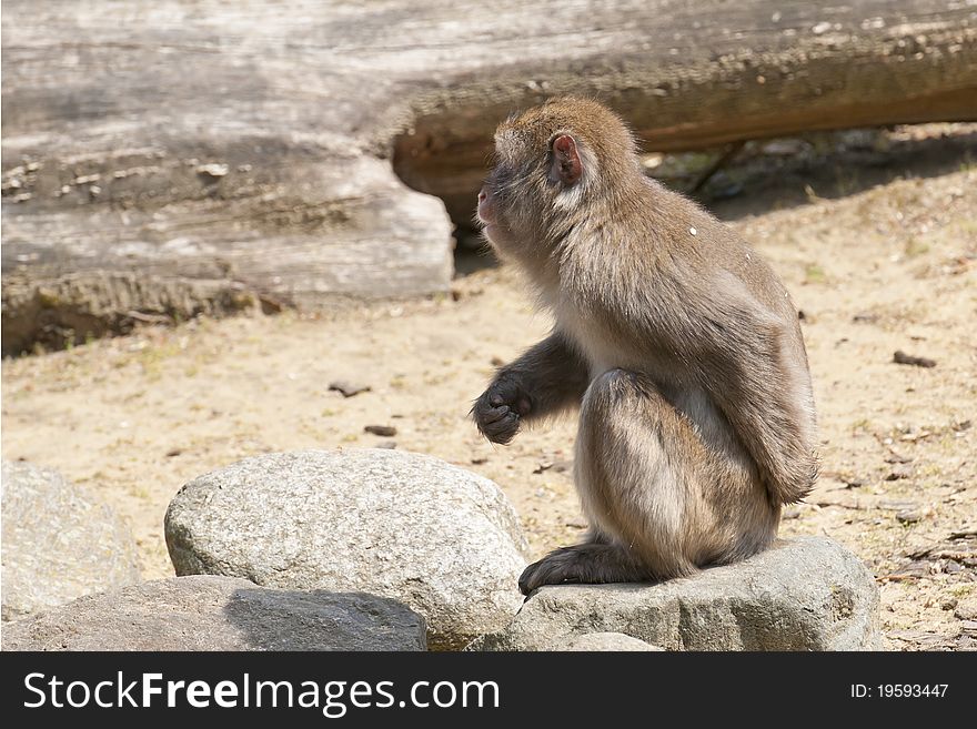 Ape scratching himself and loos around